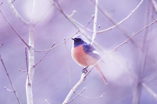 枝にとまるジョウビタキのオス 枝にとまるジョウビタキのオス 野鳥,ジョウビタキ,鳥の写真素材