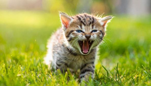 威嚇する子猫の散歩の写真