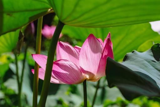 古代ハスの花6ー41 古代ハスの花6ー41 古代ハス,ハス,風景の写真素材