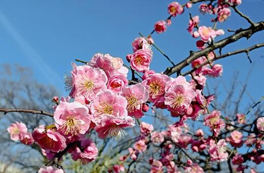 春花 梅,春,花の写真素材