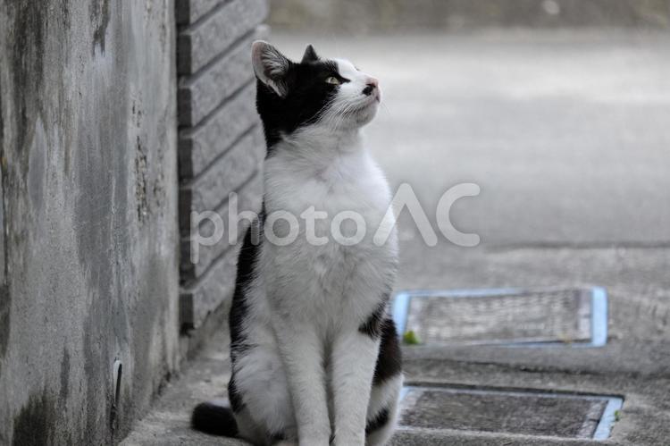 空を見上げる猫 ひなたぼっこ,生き物,猫の写真素材