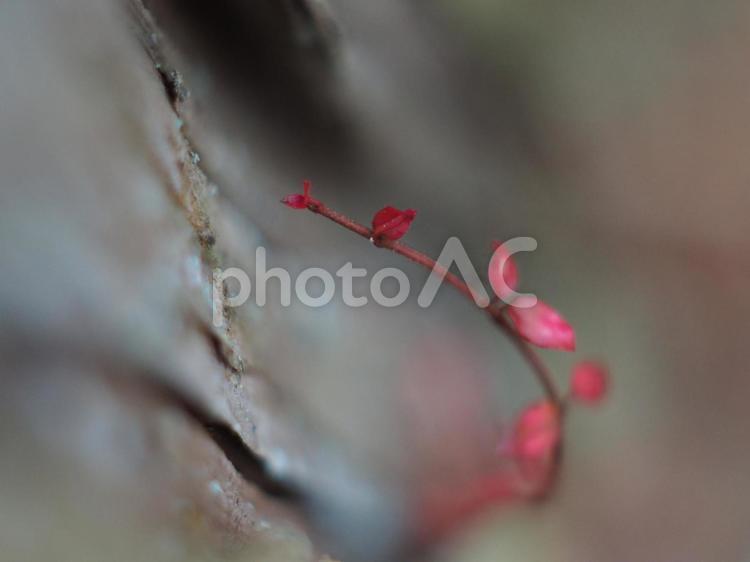 蔦　上へ上へ 向上心,蔦,赤の写真素材