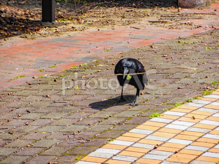 枝を咥えたカラス カラス,何人もありません,舗装の写真素材