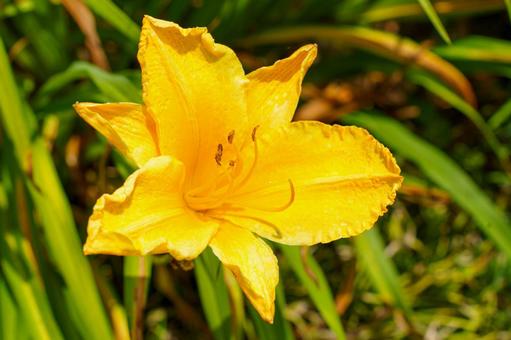 Photo, flower, plant, yellow, 