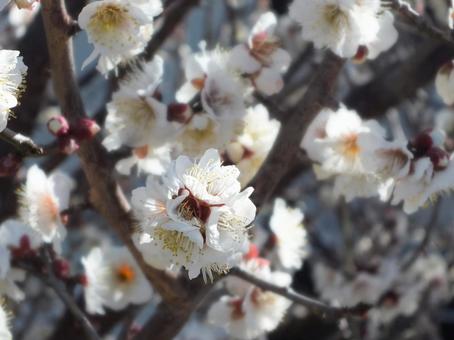 梅の花のアップ 梅の花のアップの写真
