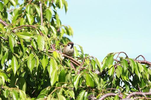 Photo, background, natural, bird, 
