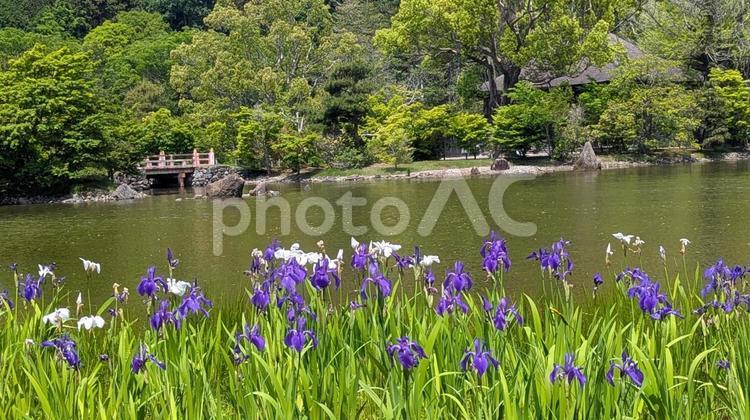 国宝　白水阿弥陀堂　初夏 白水阿弥陀堂,観光地,池の写真素材