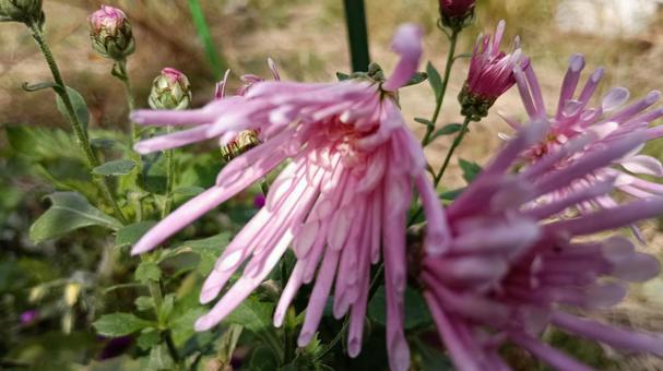 紫の食用菊・もってのほか 菊,食用菊,もってのほかの写真素材