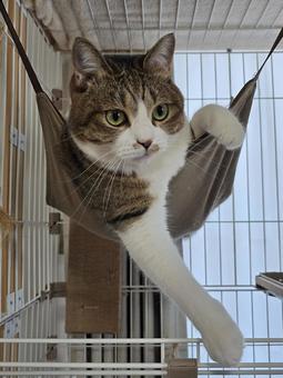 Cat in a hammock, JPG Cat in a hammock, JPG