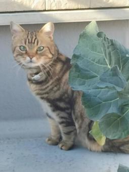 葉から覗く猫の写真