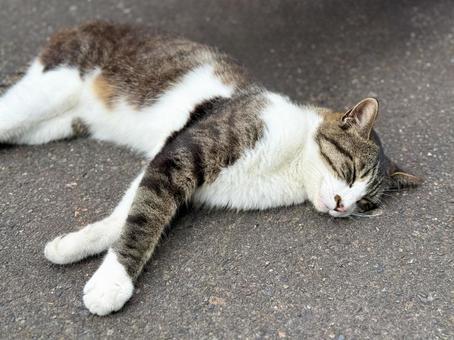 横になり眠った猫 横になり眠った猫 ネコ,のらねこ,動物の写真素材