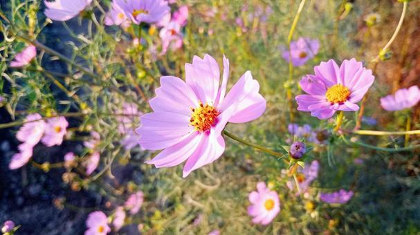 薄いピンクのコスモスの花 薄いピンクのコスモスの花の写真