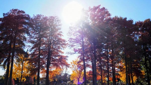 秋の水元公園・煉瓦色の木々＆太陽・葛飾区 秋,水元公園,紅葉の写真素材