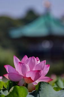 蓮 蓮,ハス,不忍池の写真素材