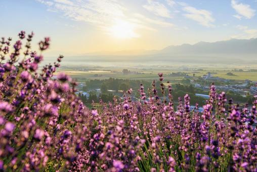 早朝のラベンダー畑 早朝のラベンダー畑 ラベンダー,早朝,中富良野町の写真素材