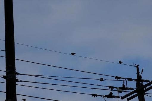 電線と電柱と野鳥 電線と電柱と野鳥の写真
