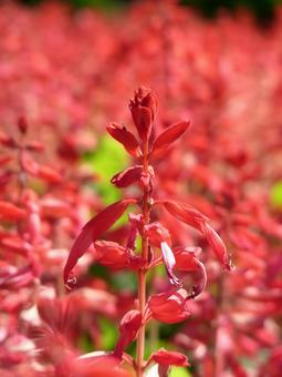 公園の花壇に咲く赤いサルビアの花 公園の花壇に咲く赤いサルビアの花の写真