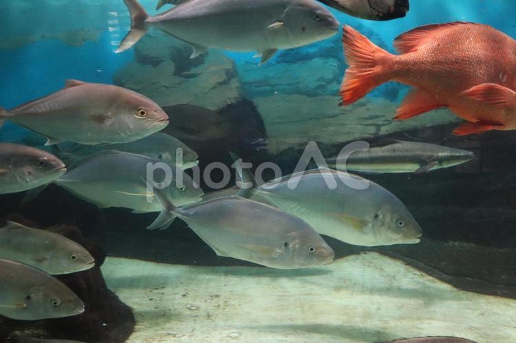 水槽を泳ぐシマアジの群れ シマアジ,アジ科,スズキ目の写真素材