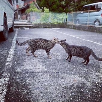 チュ チュの写真