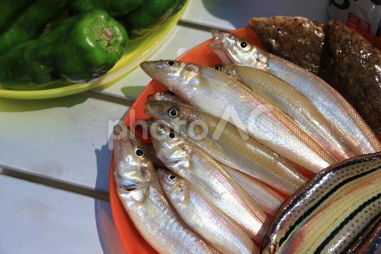 釣果（キス）と食材 キス,食材,釣りの写真素材