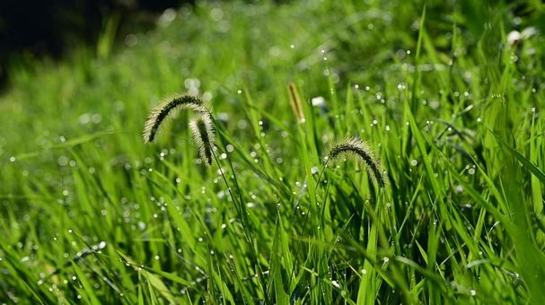 朝露に光る秋の草原 朝露に光る秋の草原 朝露,しずく,玉ボケの写真素材