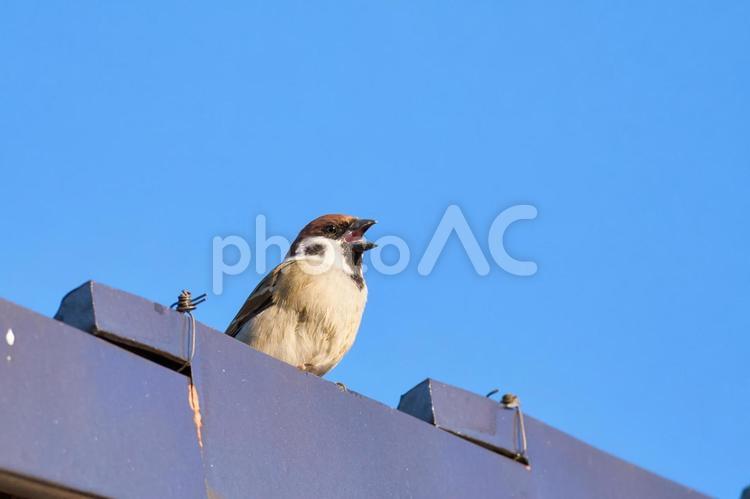 屋根の上で大きく口を開けて鳴く雀　青空 雀,スズメ,屋根の写真素材