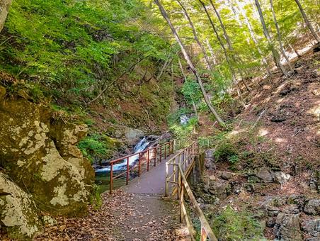 山道をまた歩く秋 秋,紅葉,10月の写真素材