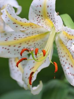 花粉が垂れるヤマユリ~花粉の付着に要注意 花粉が垂れるヤマユリ~花粉の付着に要注意の写真