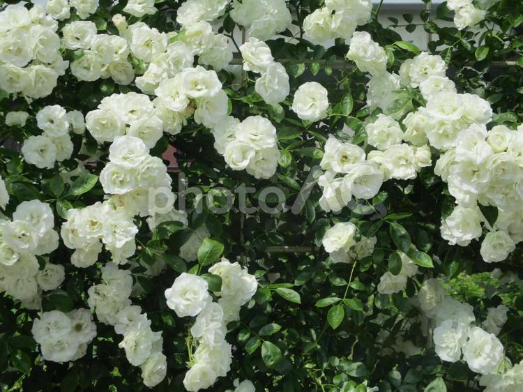 白薔薇の花の壁　バラの壁 白薔薇,背景,花の写真素材