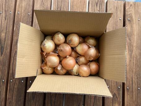 玉ねぎ 玉ねぎ,野菜,段ボールの写真素材