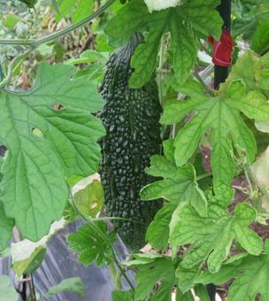 Photo, bitter gourd, vegetables, plant, 
