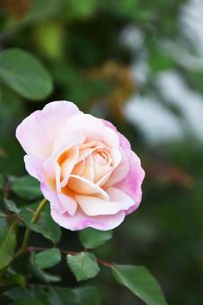 薔薇 薔薇 薔薇,花,綺麗の写真素材