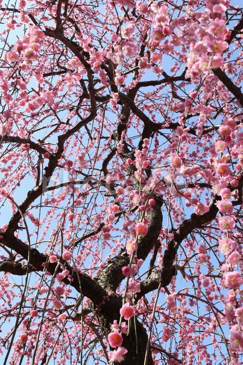 しだれ梅２ 梅,しだれ,紅梅の写真素材