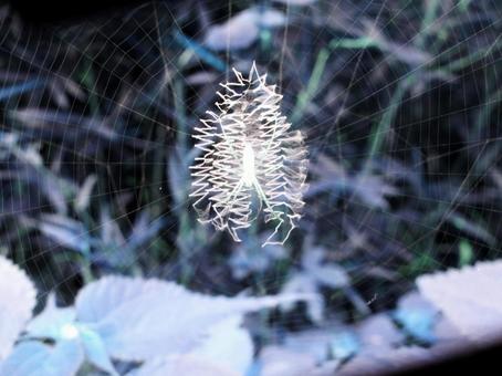 Long-jawed orb spider, JPG