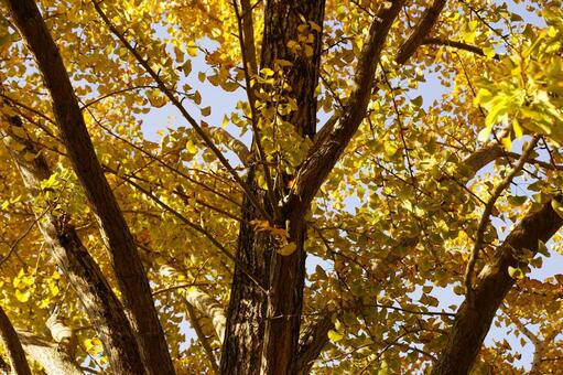 イチョウの木 イチョウ,木,ギンナンの写真素材