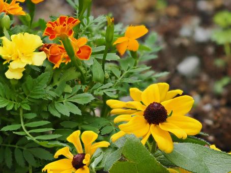 花壇に咲く美しい花々 花壇に咲く美しい花々の写真
