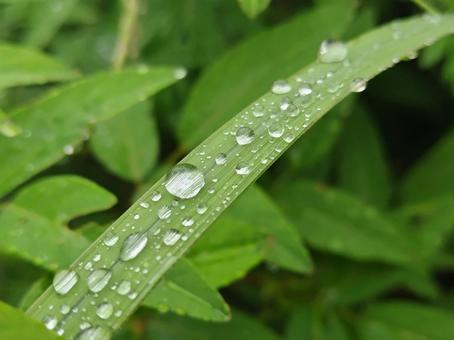 Photo, water droplets, polka dot, rain, 