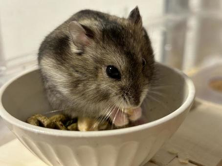 餌を食べるハムスター 餌を食べるハムスターの写真