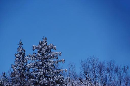 冬の森林 冬の森林の写真