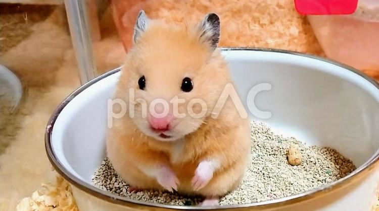 ほんわかハムスター ハムスター,キンクマ,キンクマハムスターの写真素材