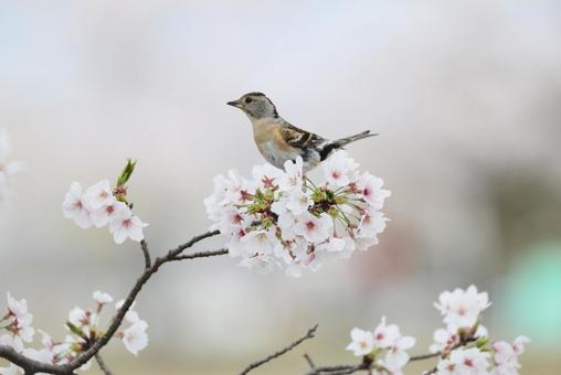 アトリと桜 アトリと桜 アトリ,桜,花鳥風月の写真素材