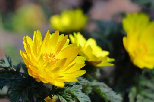 Flowers that bring happiness, JPG Flowers that bring happiness, fukushune, fukuge, flower, JPG