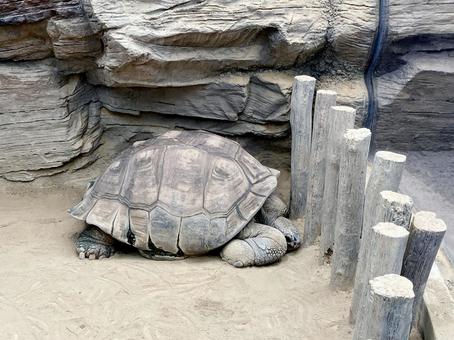 ゾウガメ ゾウガメ ゾウガメ,ガラパゴスゾウガメ,カメの写真素材