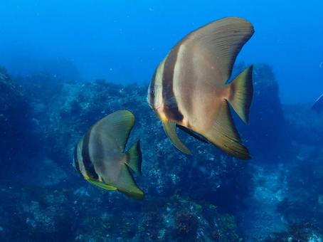 伊豆大島のツバメウオ 伊豆大島のツバメウオの写真