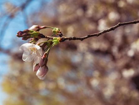ソメイヨシノ桜2ー19 ソメイヨシノ桜2ー19の写真