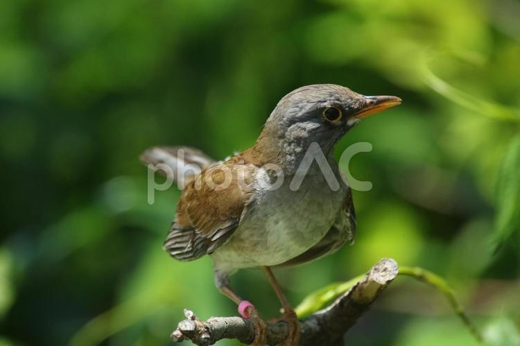 都会のアイドル　野鳥のシロハラ④ シロハラ,野鳥,鳥の写真素材
