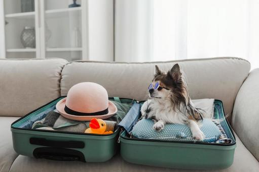 遠くを見るサングラスの犬の写真