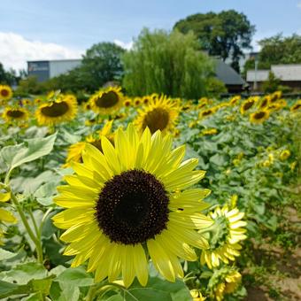 ひまわり ひまわり,自然,空の写真素材