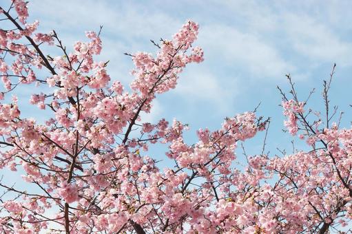 桜 桜 桜,春,河津桜の写真素材