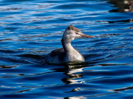 池を泳ぐカンムリカイツブリ 池を泳ぐカンムリカイツブリの写真